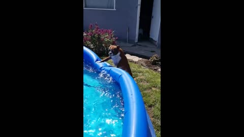 Fawn listens to human's advice to be gentle to bunny