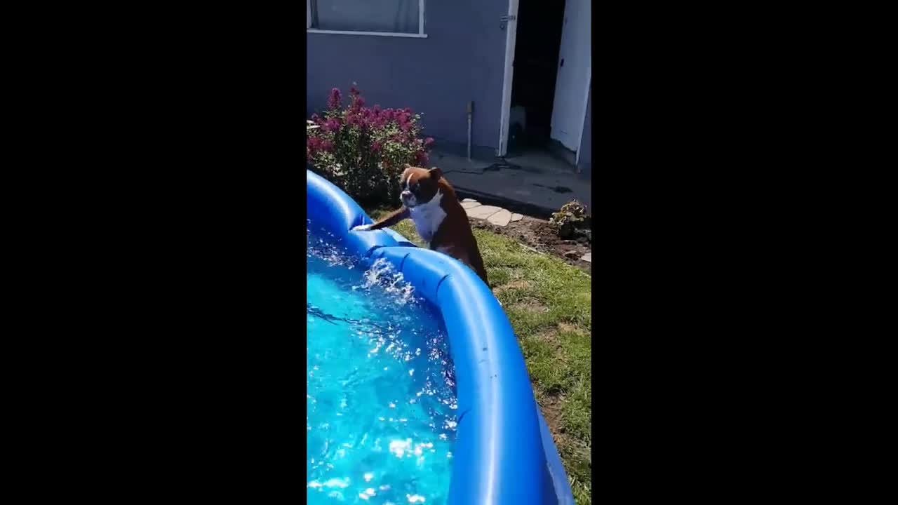 Fawn listens to human's advice to be gentle to bunny