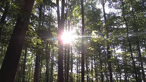 The forest is especially charming after rain