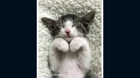 cute cats # 6