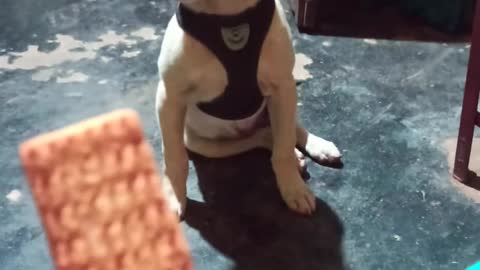 Dog eat biscuit