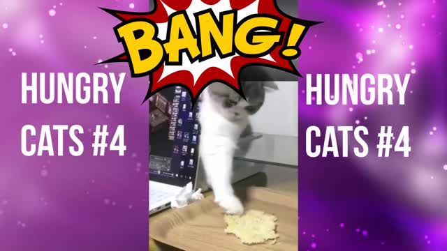 Hungry cats #4