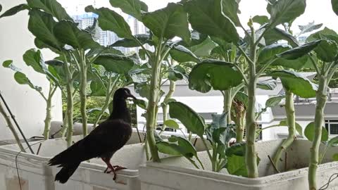 Pigeon VID 20220202 101746