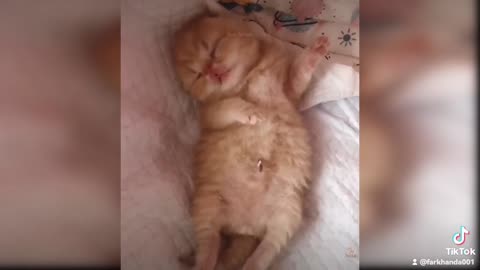 lovely cat