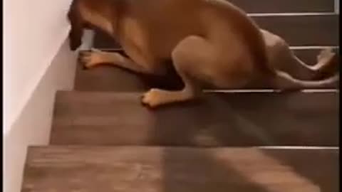Dog is slipping