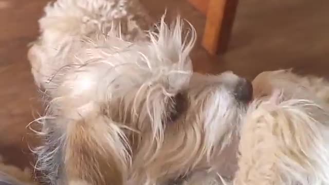 A spoiled dog plays with its owner