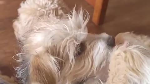 A spoiled dog plays with its owner