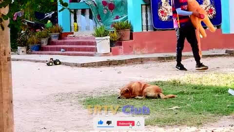 The Fake Lion Dog Prank 5