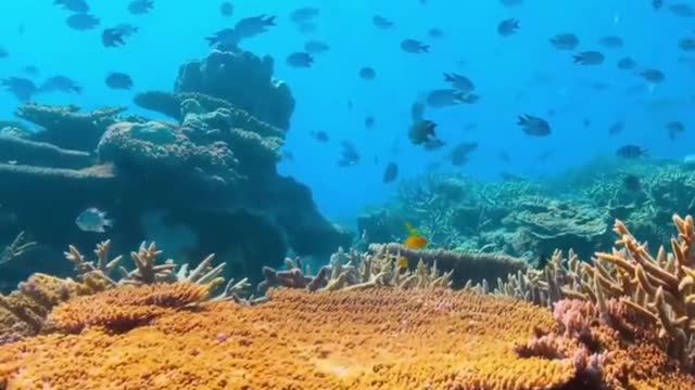 amazing underwater animals