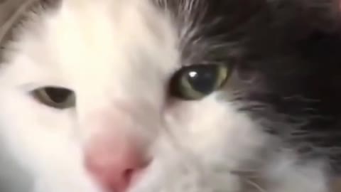 kayfusha cat