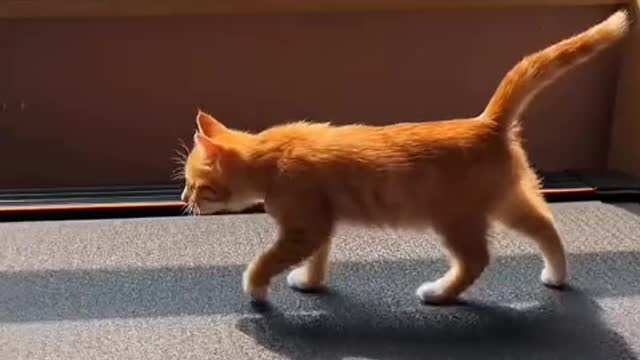 cat squeezing