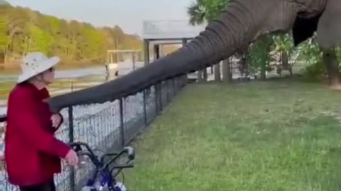 Funny Animal Videos 2023
