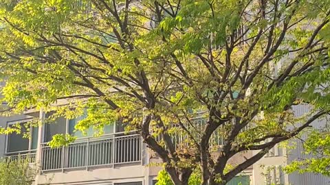 Trees shake in the wind