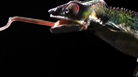 Slow motion chameleon tongue attack! 👅