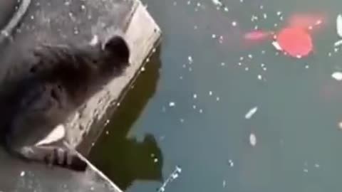 Funny Animals
