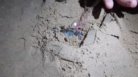 Night crab on the beach of Egypt