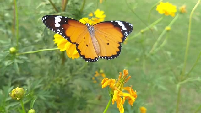 Nature video11