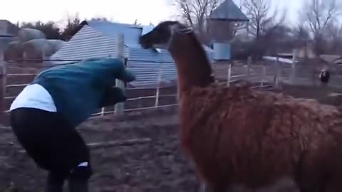 Funny unexpected animals attack.