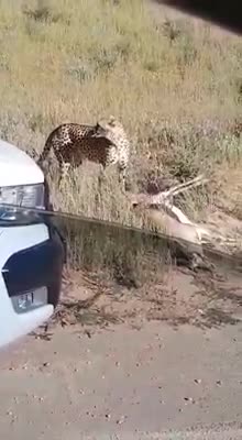 Cheetah dragging his kill