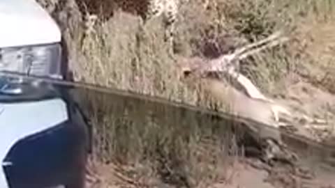 Cheetah dragging his kill