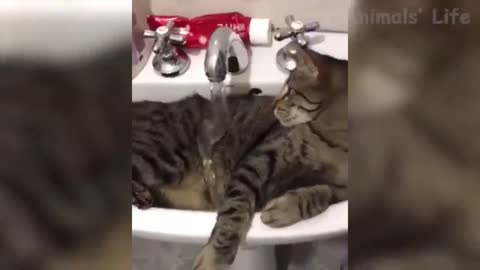 Funny 😹 Cats And 🐶 Dogs Situations - Try Not To Laugh 😂