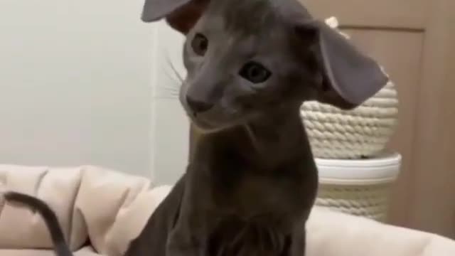 Funny kitten