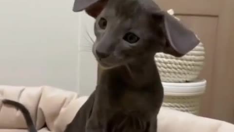 Funny kitten
