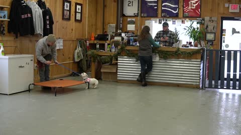 🐕 My dog HATES everything! How to teach a shy, nervous and fearful dog!