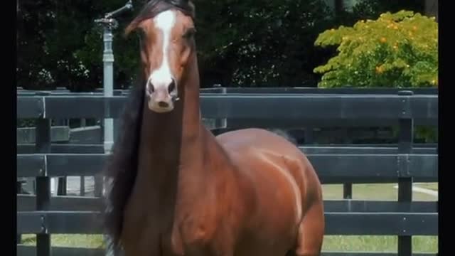 Pony: Your tail is very hairy