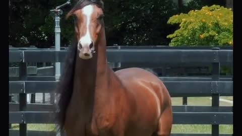 Pony: Your tail is very hairy