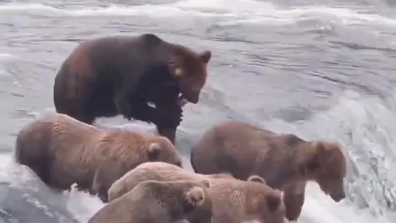 Brown Bear