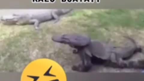 This is a beautiful and charming water-dwelling species