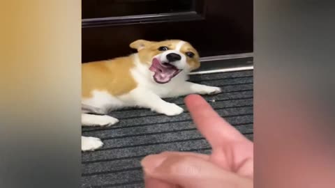 Animal funny moments part 7 😂😂🤣🤣