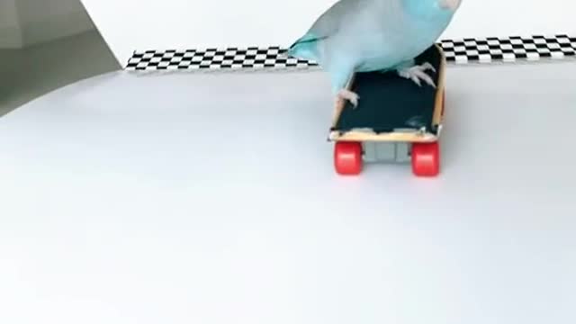 The best parrot skater you'll ever see 🔥