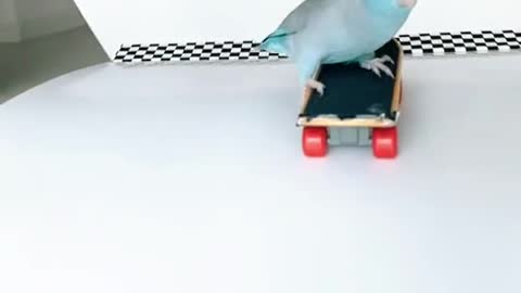 The best parrot skater you'll ever see 🔥