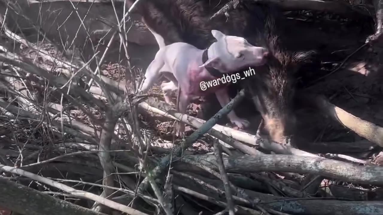 English Bull Terrier vs Boar