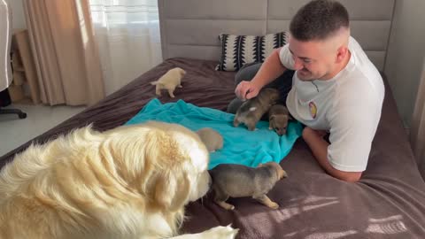Golden Retriever Meets Puppies for the First Time