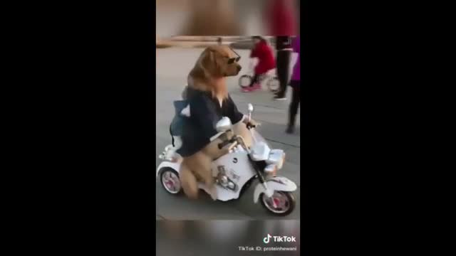 Funniest animal video compilation ever! - try not to laugh!