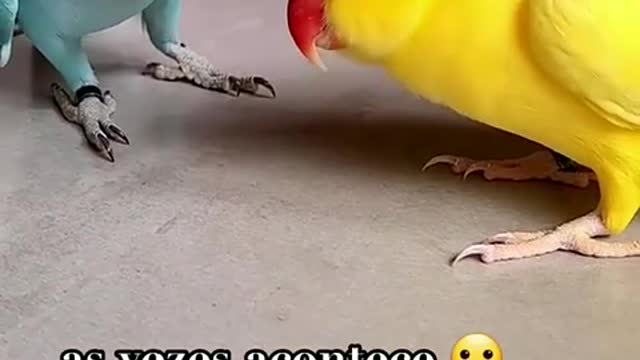 Ring neck talking cute