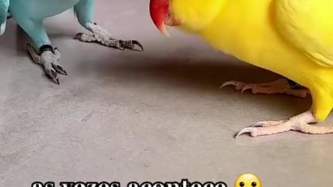 Ring neck talking cute