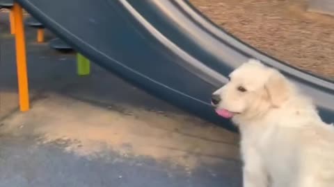 DOGS CAN’T BE BABYSITTERS ?!