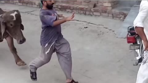 Dog eating and other very amazing videos