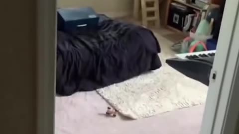 FUNNYCATS