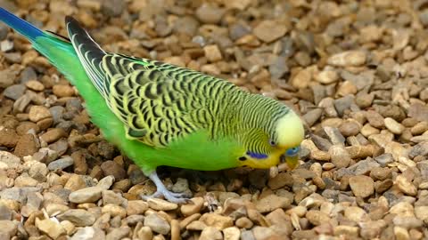 Beautiful birds Beautiful colors