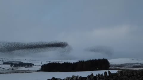 Starlings chase off Sparrowhawk - Sunbiggin Tarn, Cumbria - 20th January 2018