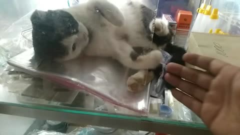 Kucing lucu