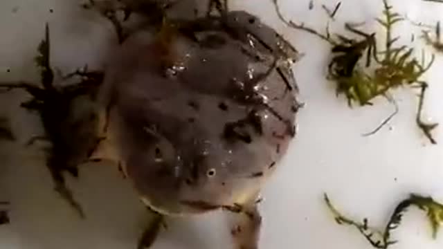 Terrible frog.