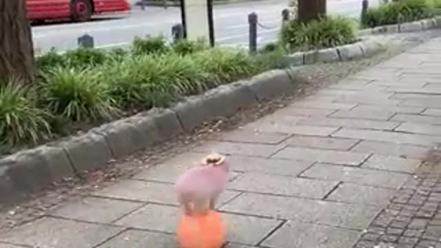 Pig Rolling Down The Street On A Ball