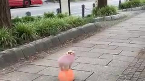 Pig Rolling Down The Street On A Ball