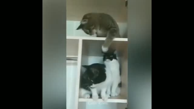 Funny cats,funnuy dogs, funny animals, funny pappy, funny pusy funn